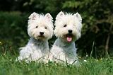WESTIE 278